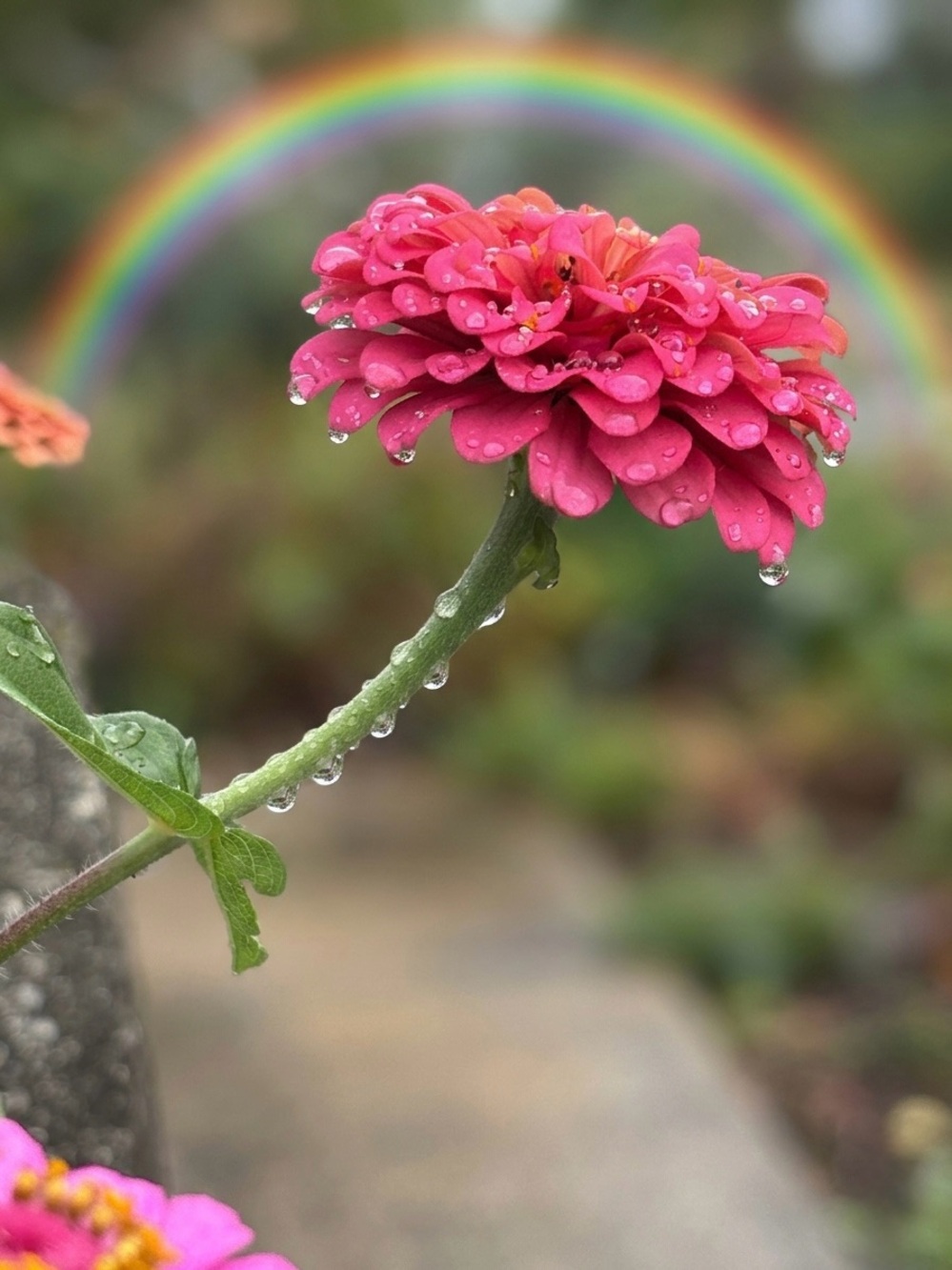 Pink Zinnia Floral Photography Print